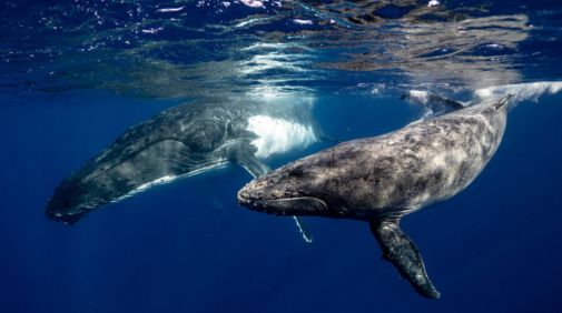 due balene che nuotano, le voci segrete del mare