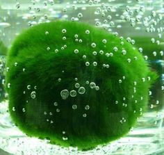 Coltivazione e cura del Marimo: l'alga palla da compagnia