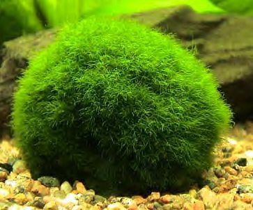 Marimo in acquario