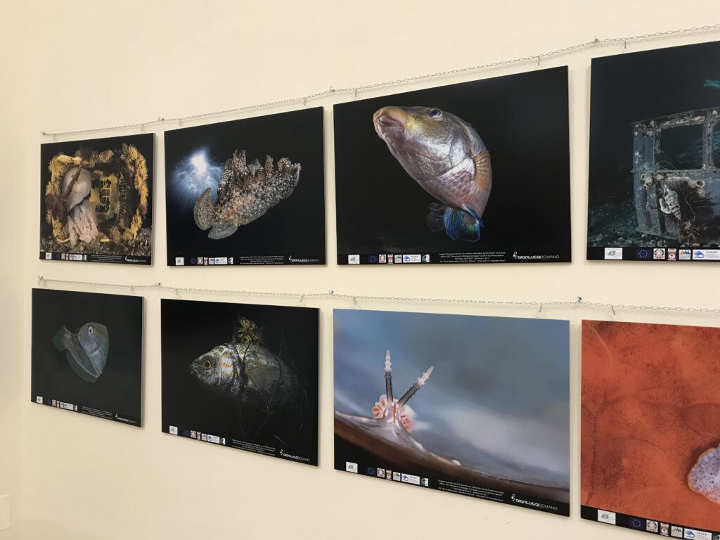 Alcune foto del biologo e fotografo marino Gianluca Romano all'interno della mostra del GAL Terra d'Arneo