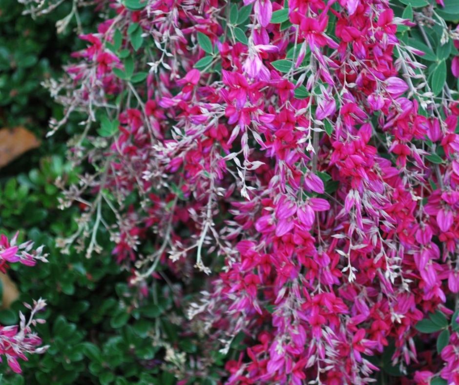 lespedeza, tra le piante con fioriture autunnali