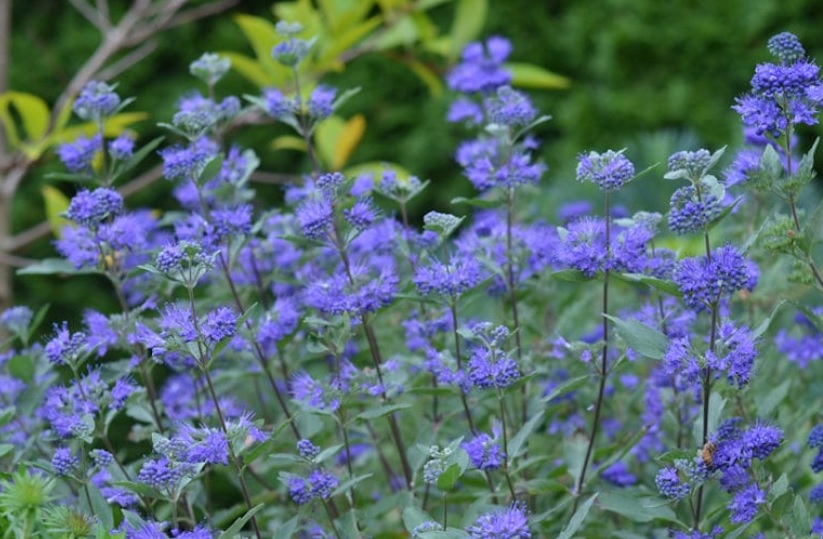 caryopteris pianta autunnale