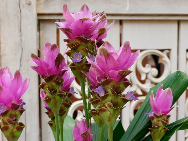 curcuma ornamentale, una pianta con fioriture autunnali